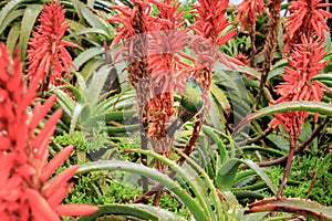 Aloe ferox flowers with sunbirds feeding on the flowers,Â  Cape Point, Cape Town